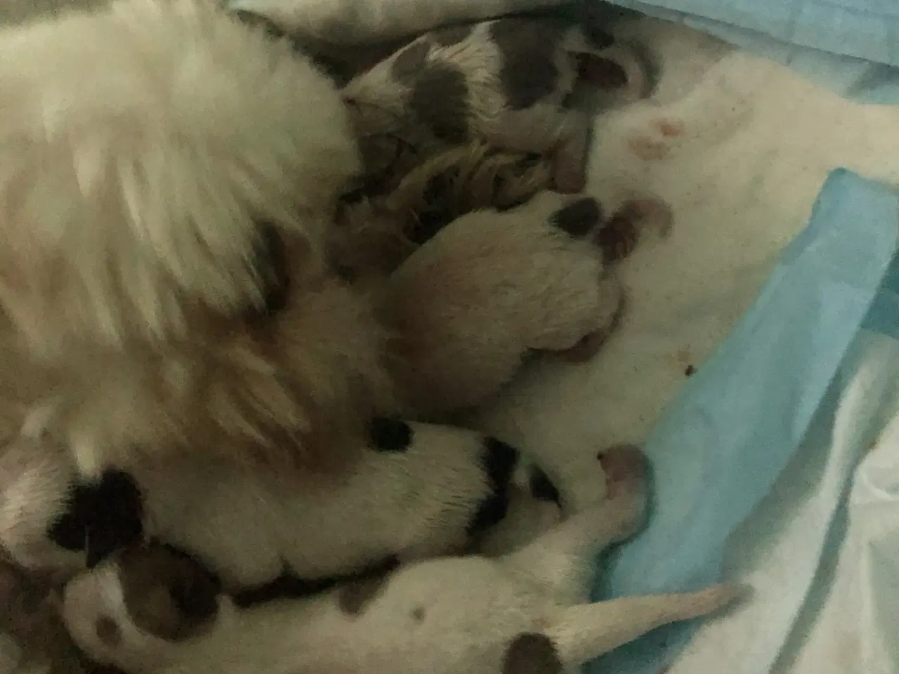 Billede 2 - Shih Tzu/ Chihuahua blanding