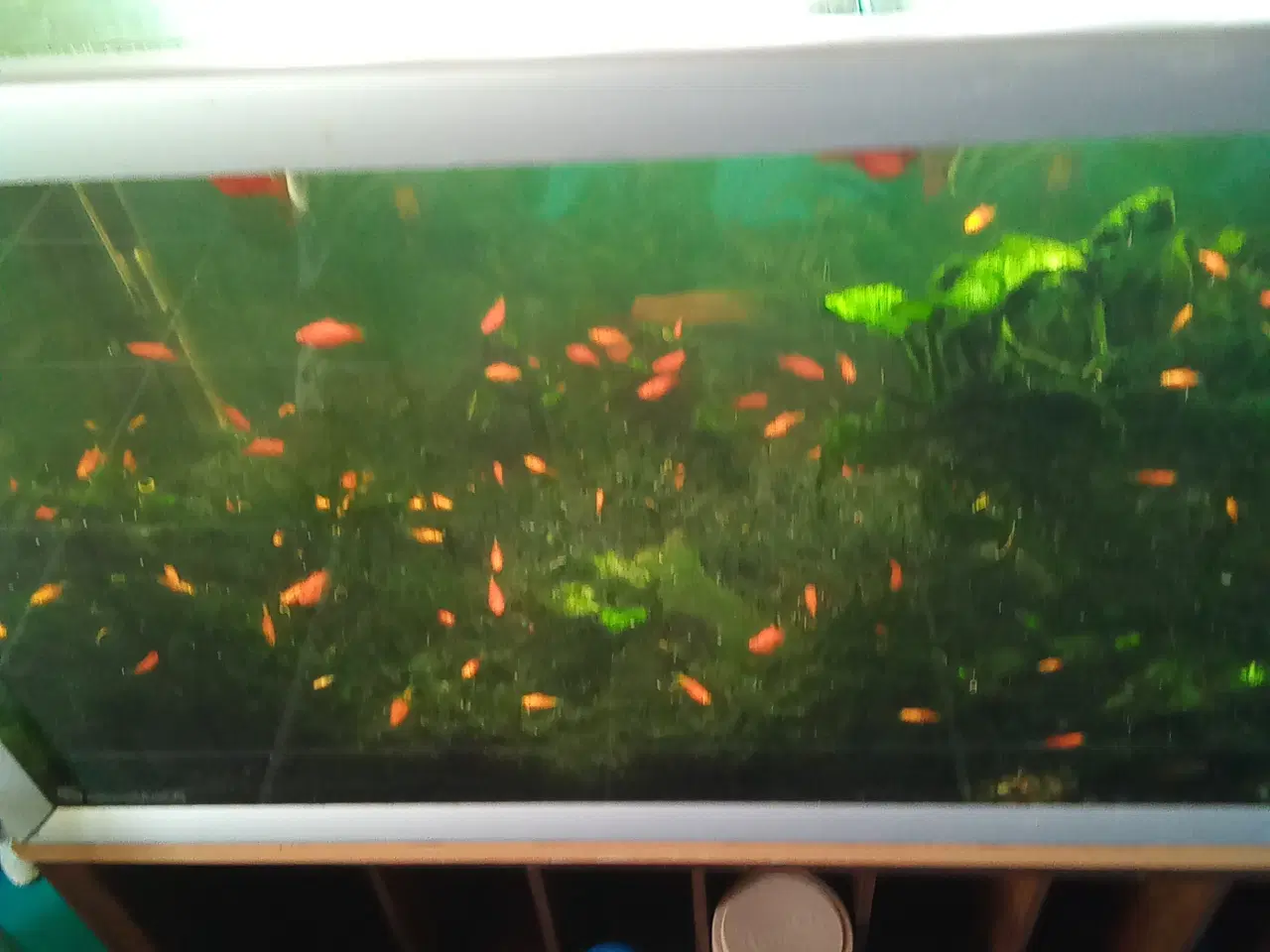 Billede 1 - Gratis akvariefisk platty 