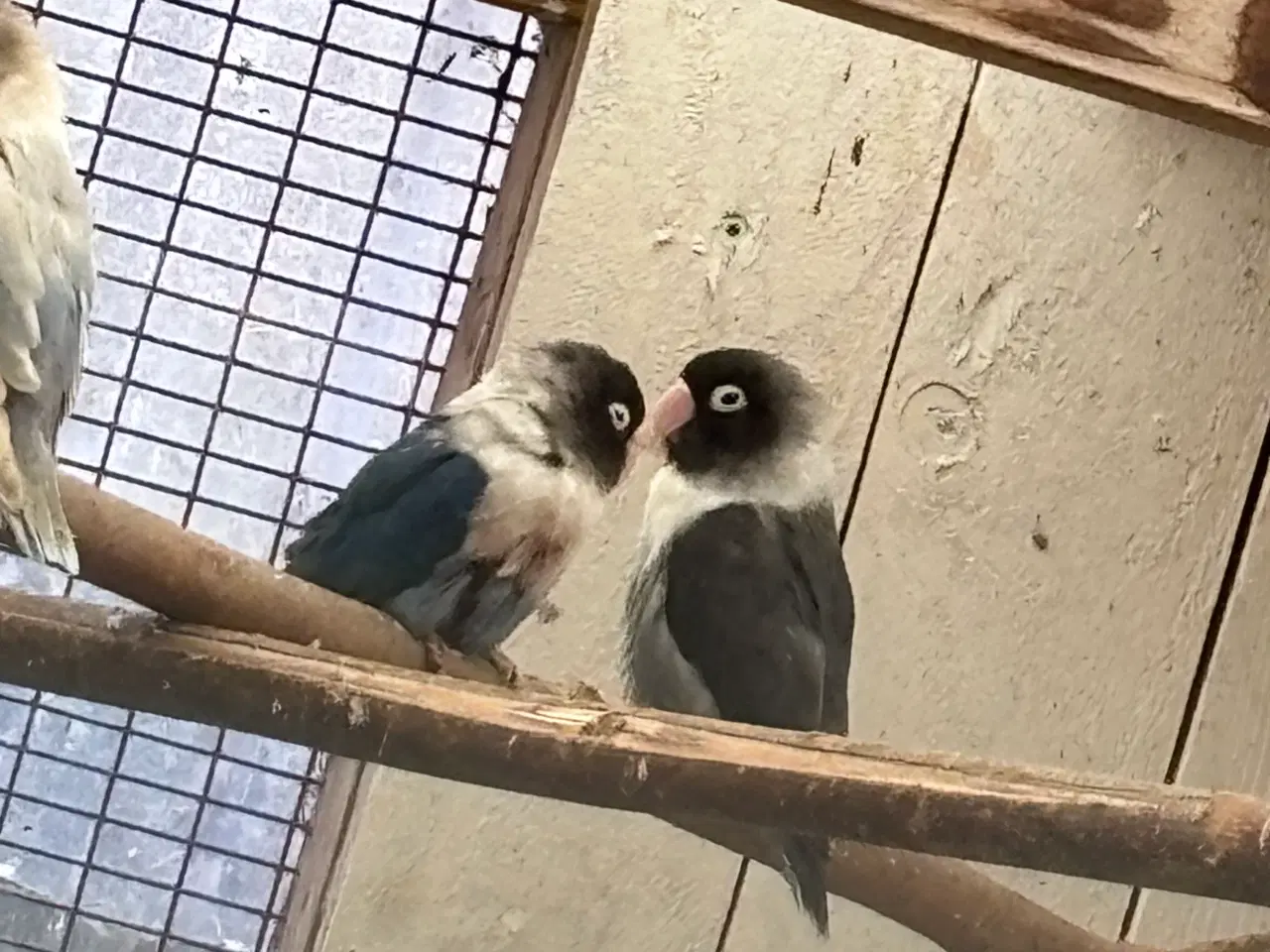 Billede 1 - Sorthovedet mauve 