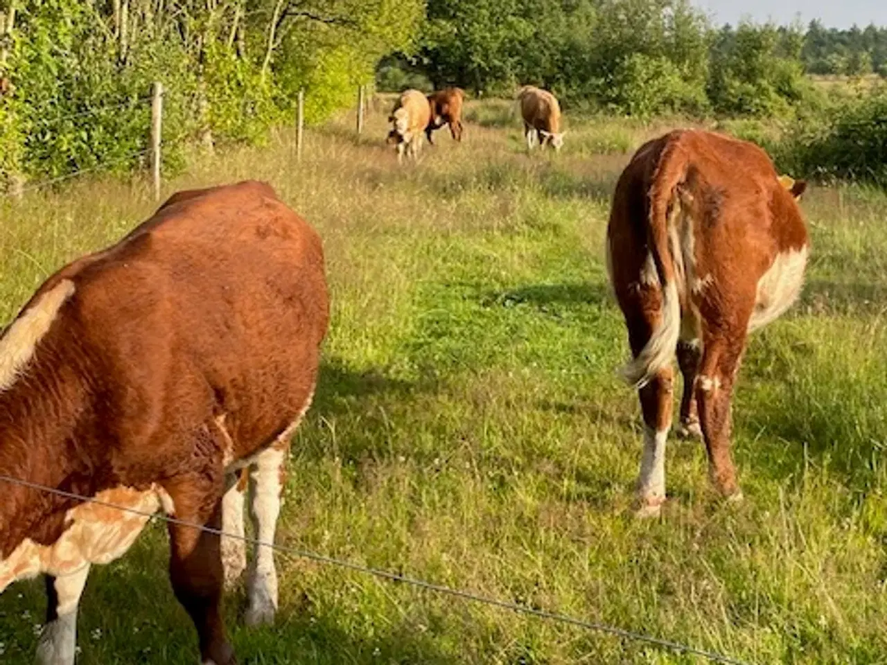 Billede 6 - Kødkvæg kvier hereford kryds
