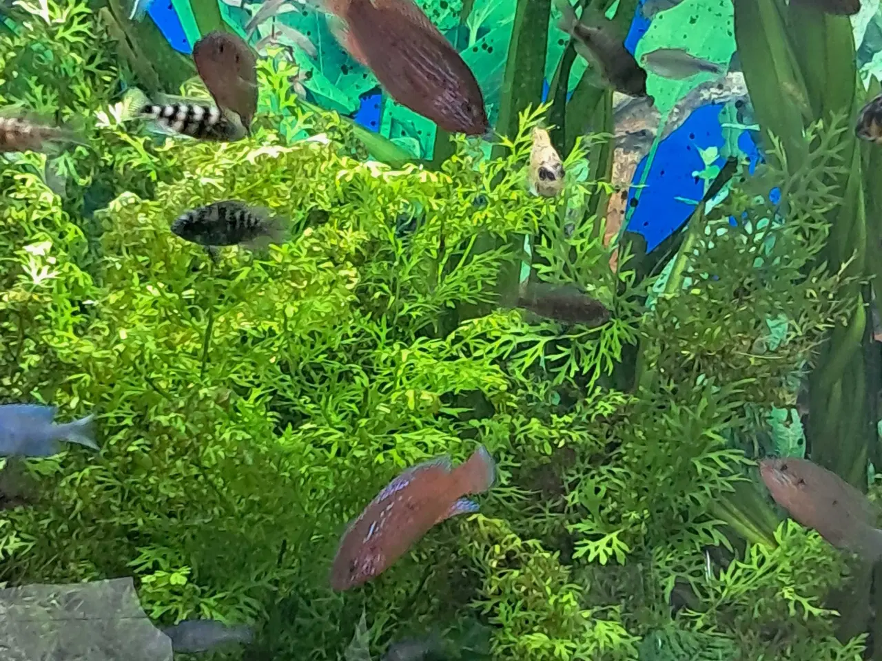 Billede 1 - Juwel chiclider