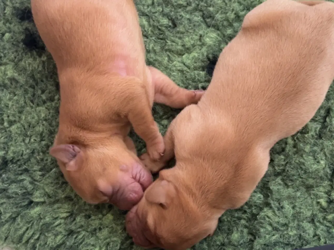 Billede 2 - FOX Red Labrador hvalpe