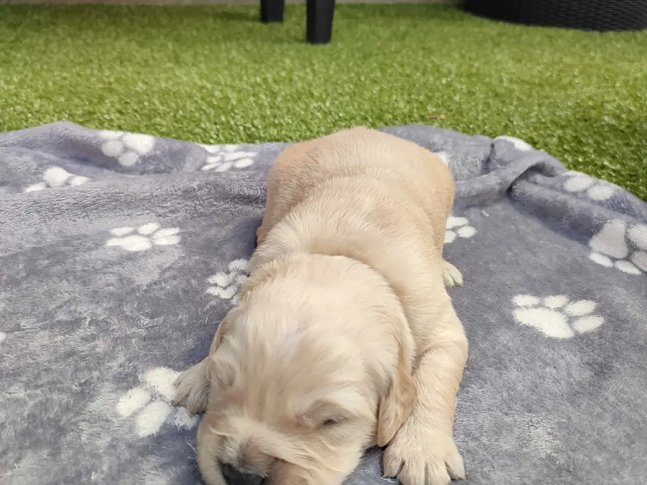 Billede 3 - Golden Retriever Hvalpe 