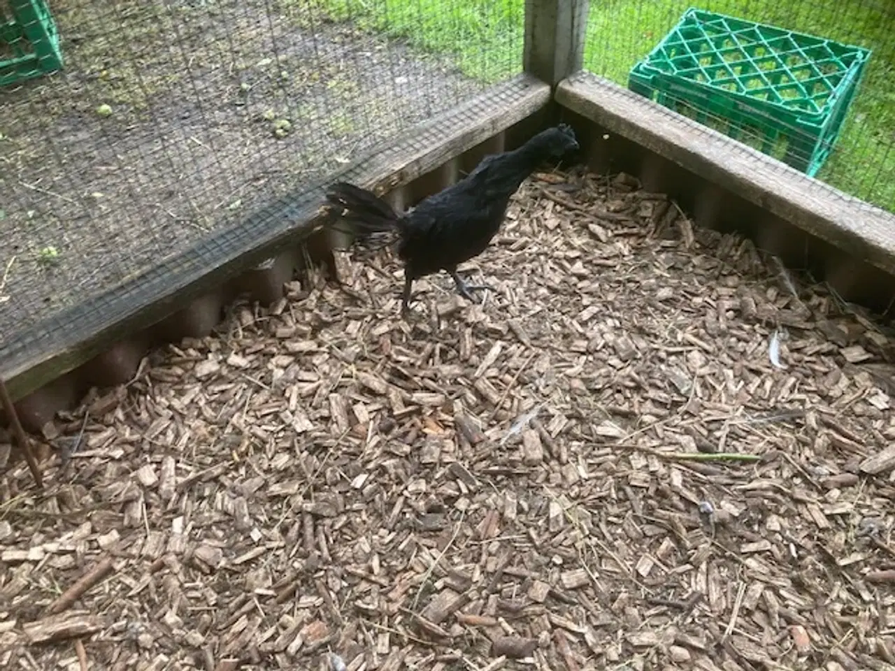 Billede 1 - Ayam Cemani kyllinger