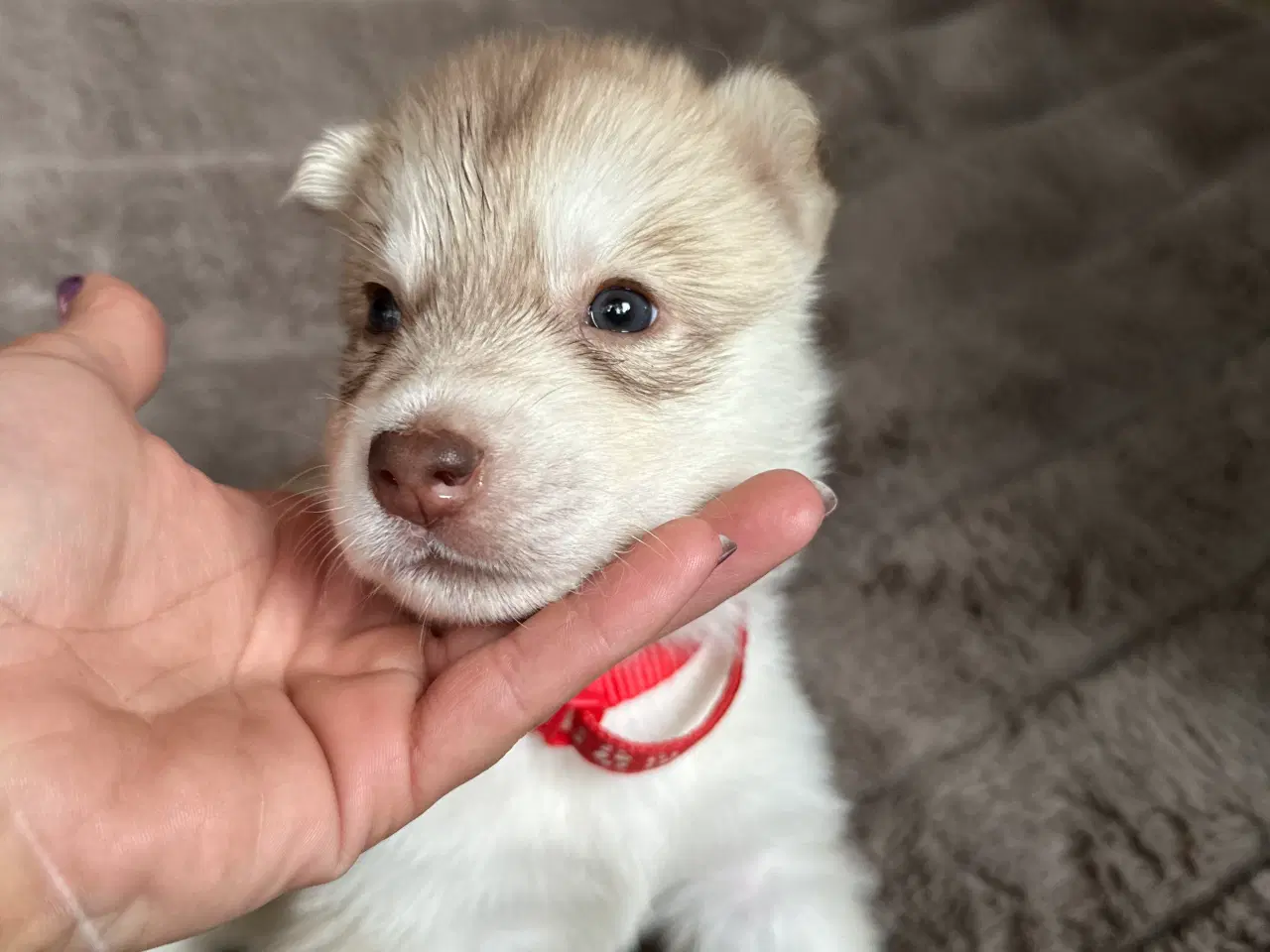 Billede 4 - Lækre husky hvalpe 😍