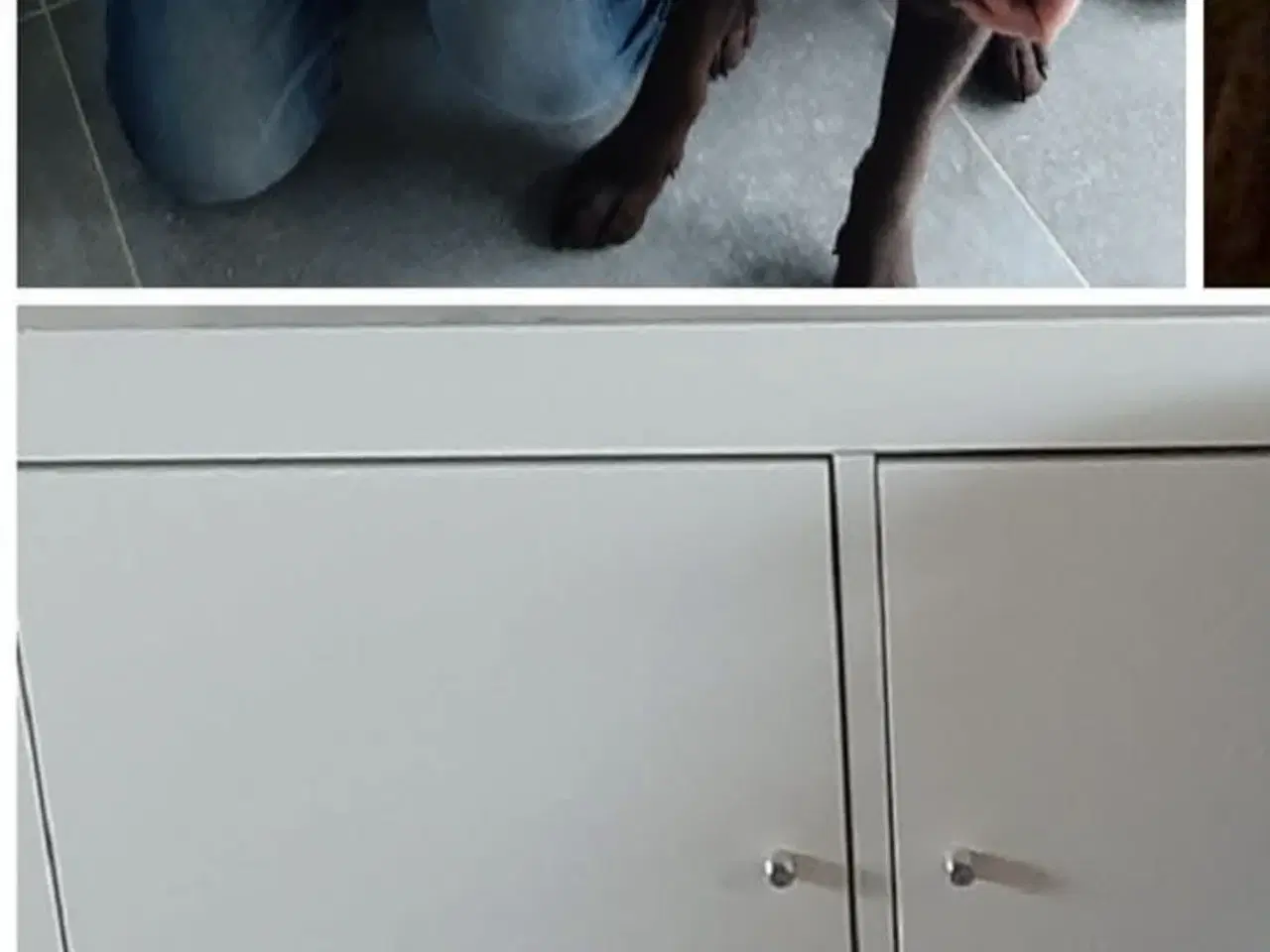 Billede 9 - Racerene sundhedskontrollerede lab hvalpe 