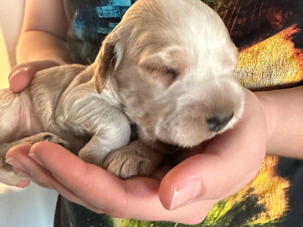 Billede 4 - Cockerspaniel hvalpe