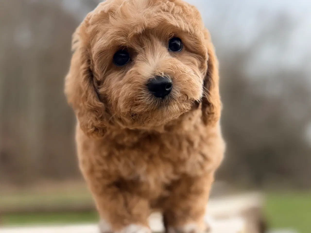 Billede 1 - Pooton dreng rejseklar nu