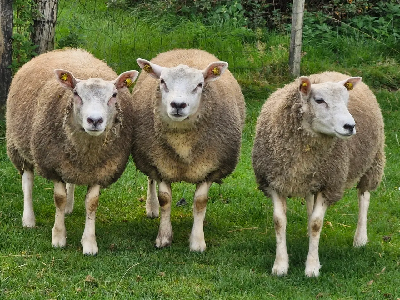 Billede 1 - Texel lam årgang 2024