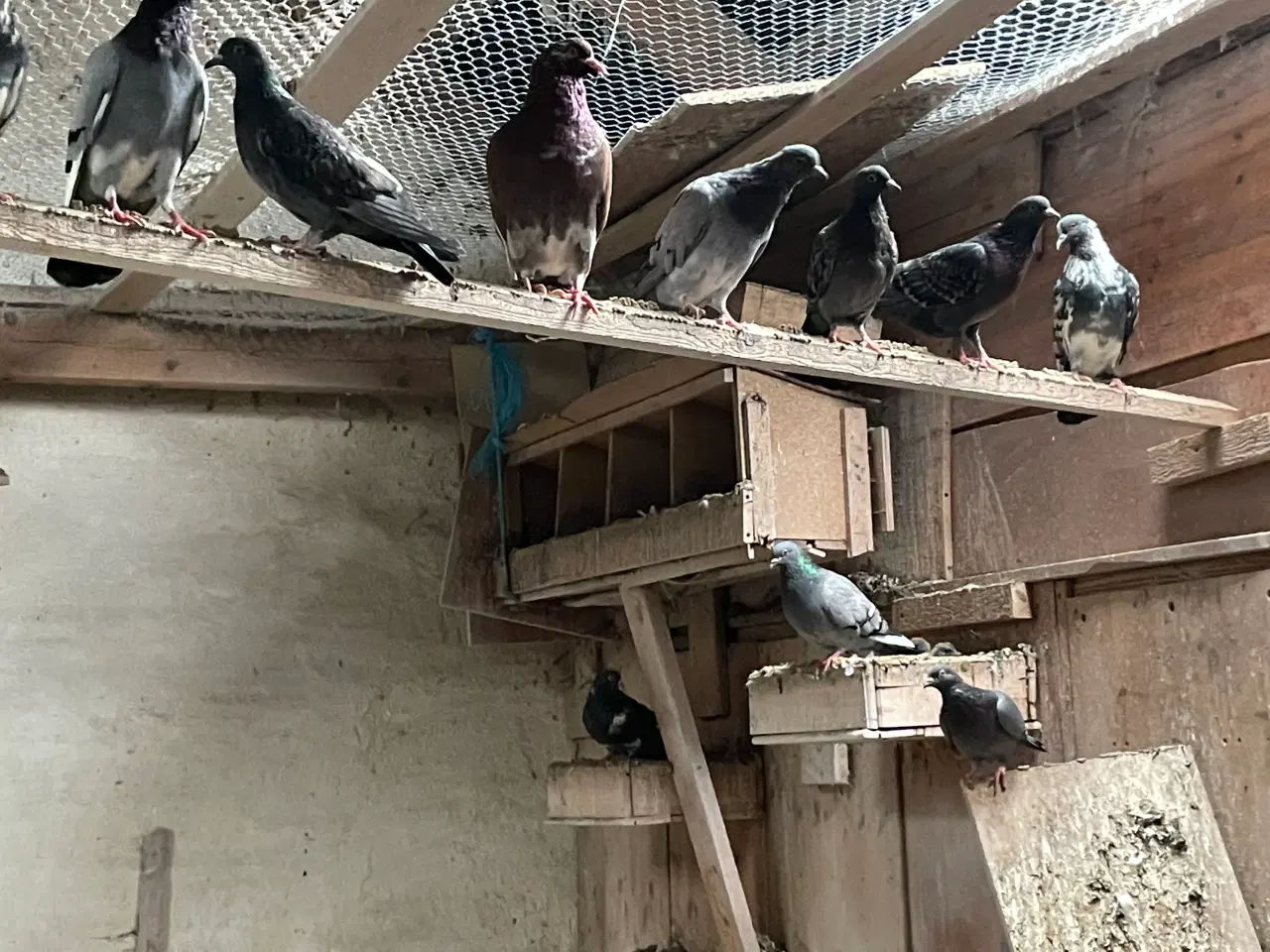 Billede 6 - 20 levende Duer 