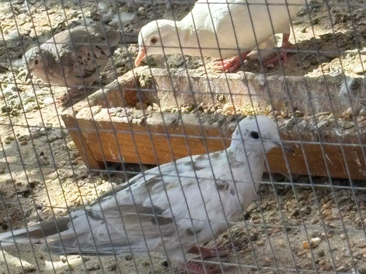 Billede 3 - Skoggerdue/trylledue (Ringneck Doves)