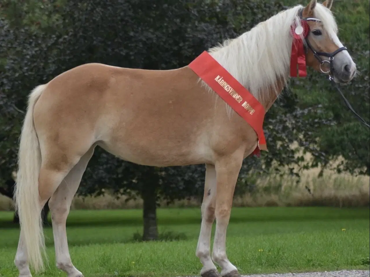 Billede 3 - Haflinger hoppeføl 
