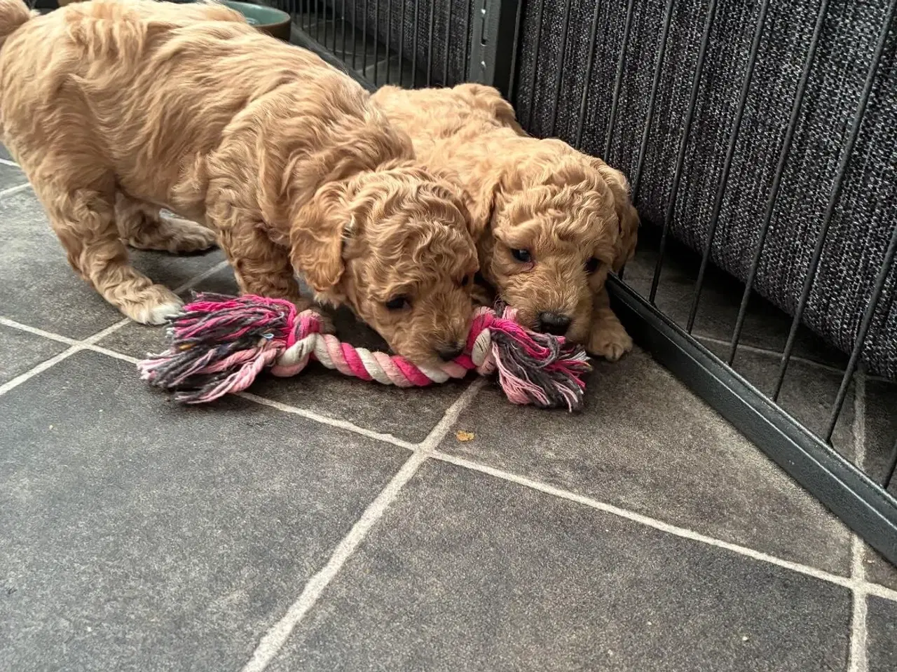 Billede 2 - Havapoo F1b