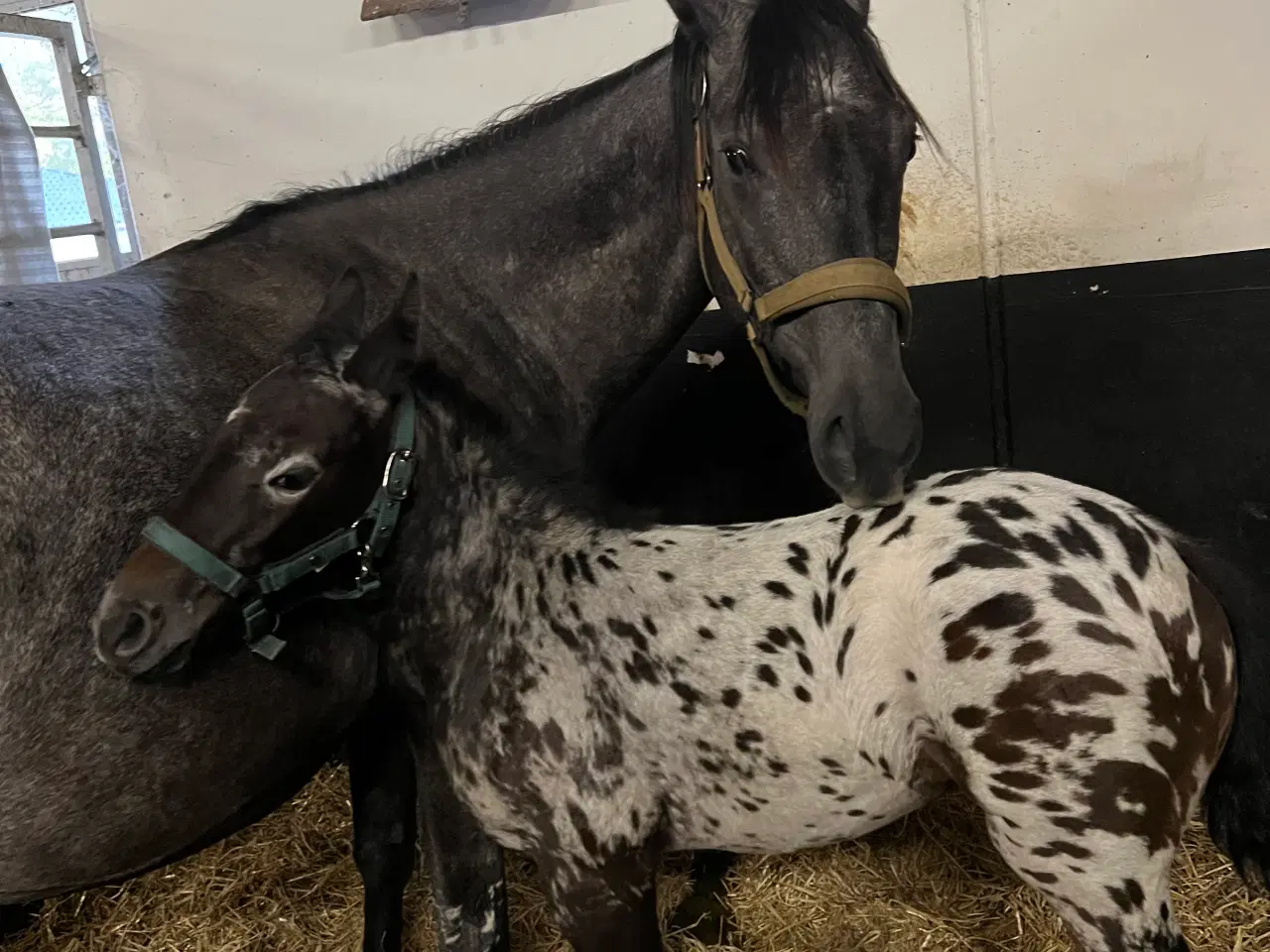 Billede 7 - Smuk Knabstrup blanding 🩵