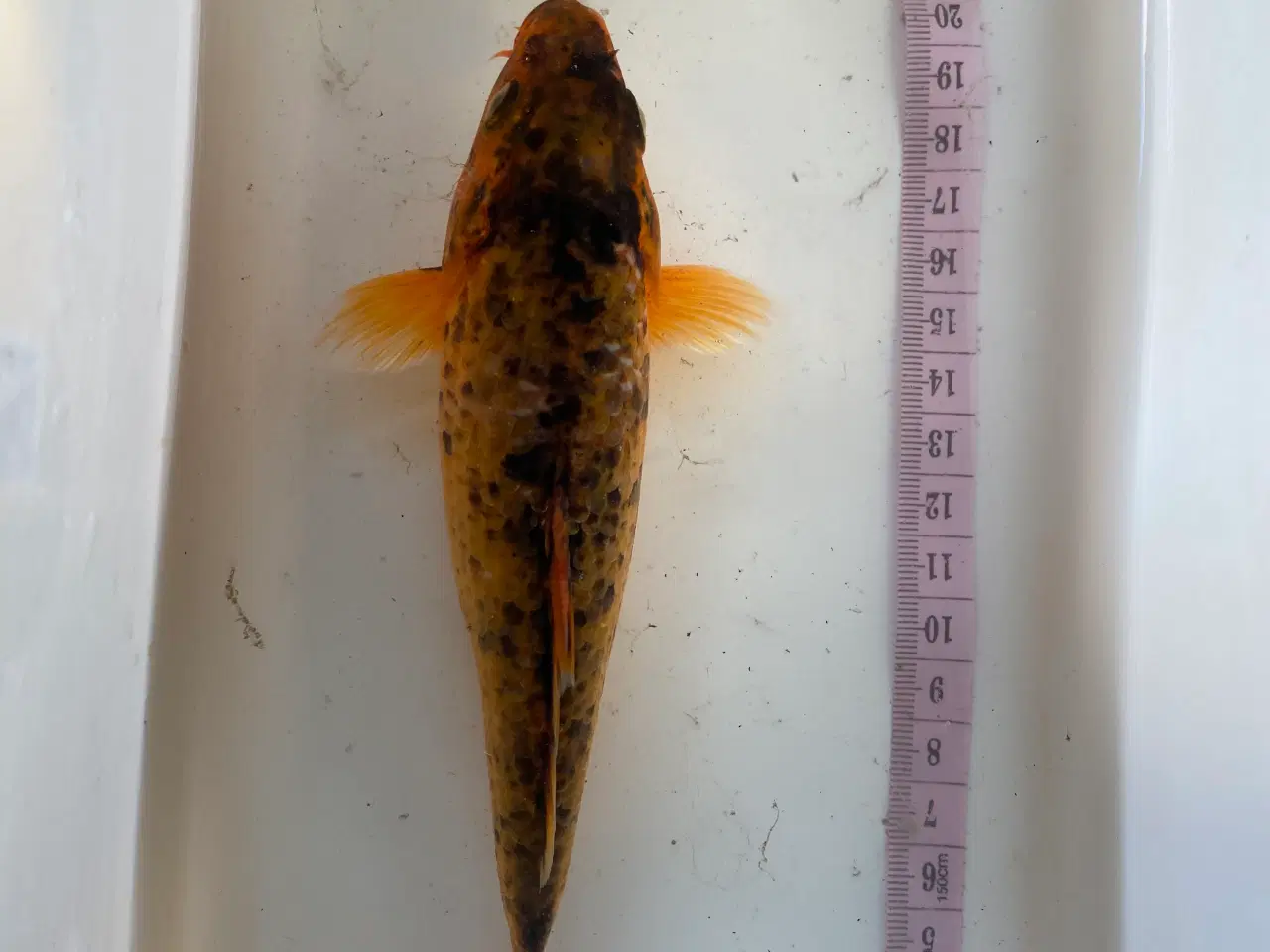 Billede 3 - Koi karper 