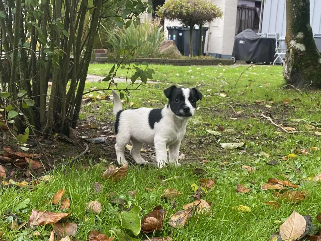 Billede 4 - Jack Russel hvalpe 