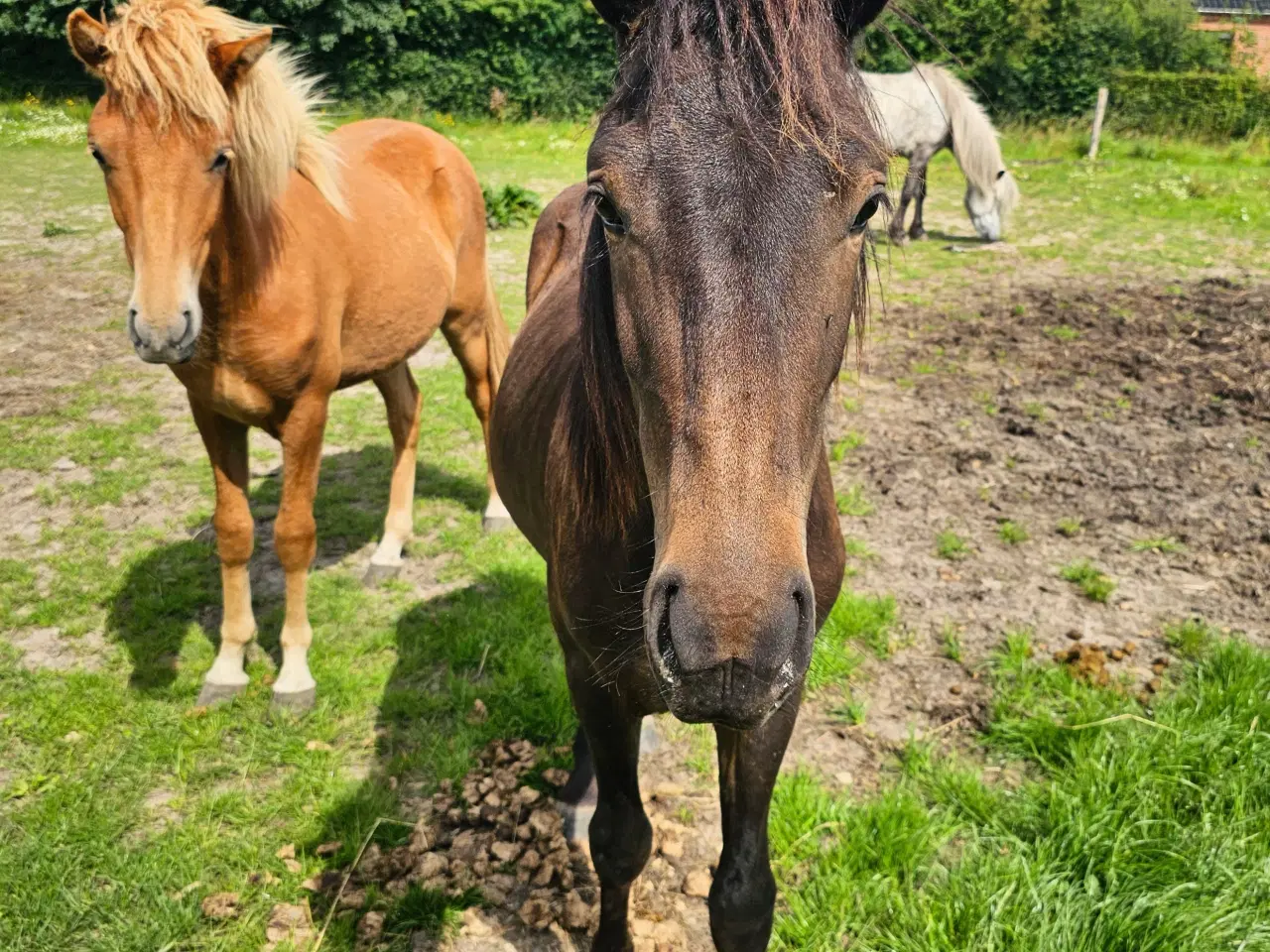 Billede 3 - Avl - Stævne eller luksus ridehest <3 