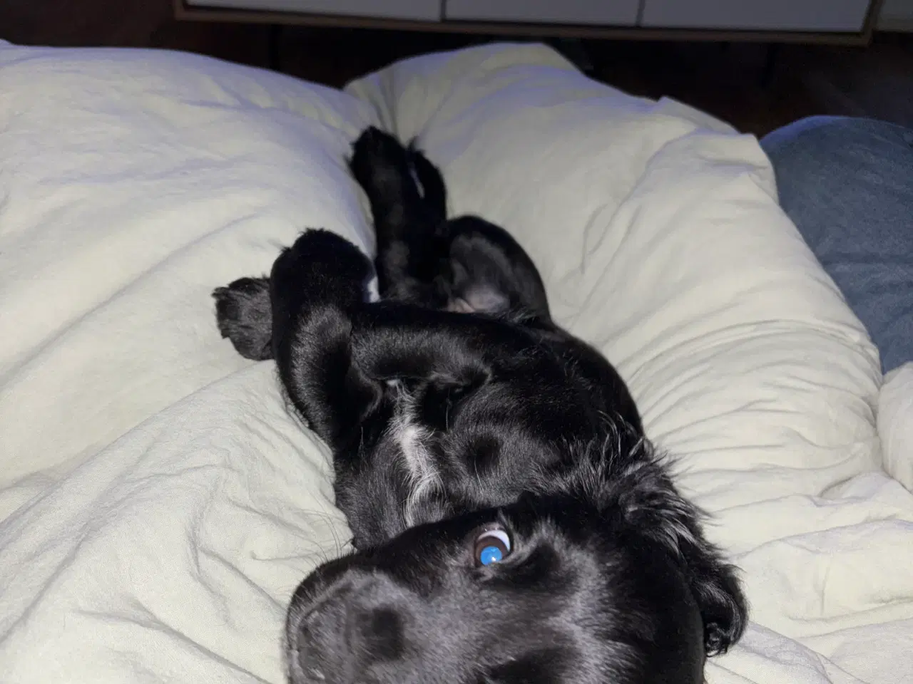 Billede 1 - Ft cocker spaniel