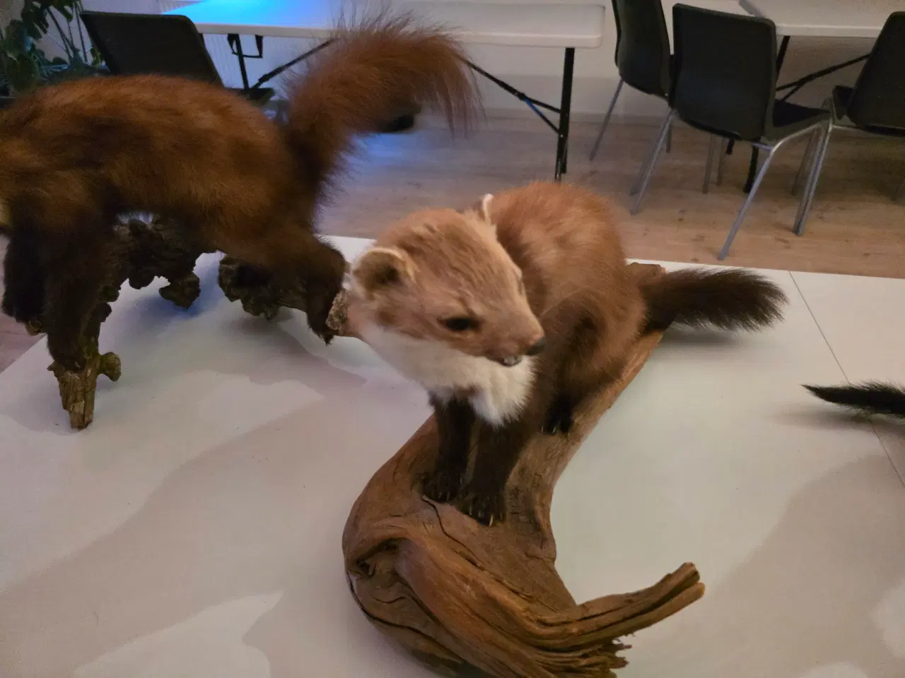 Billede 3 - Rovdyr og Egern, samlet eller hver for sig