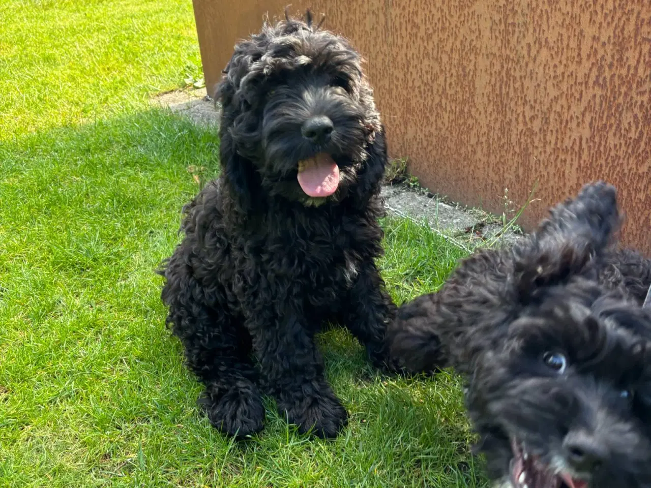Billede 4 - amerikanske cocker spaniel blandings hvalpe