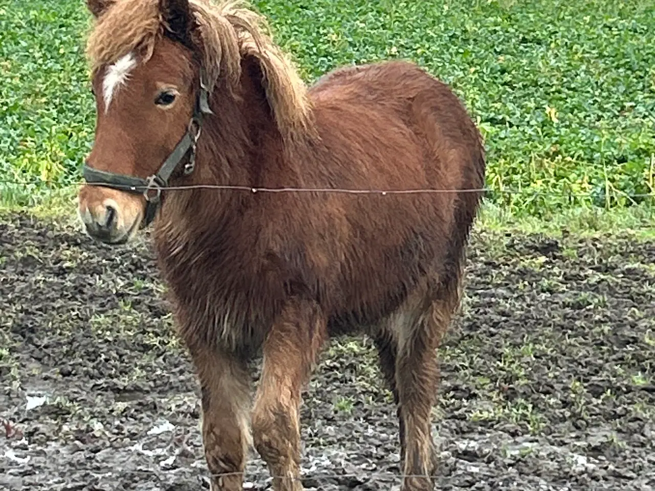 Billede 2 - Skøn velgående hingst