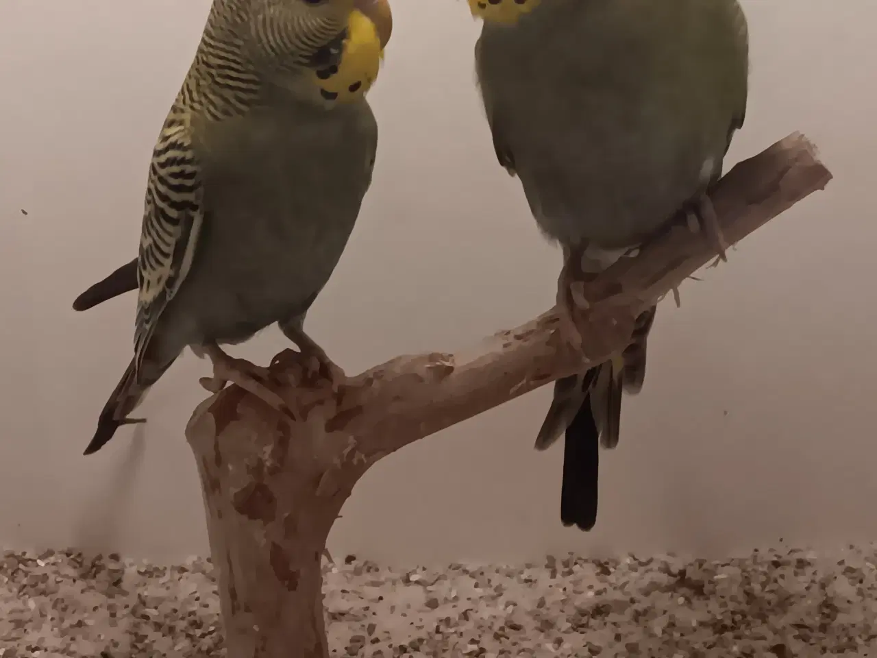 Billede 1 - Undulater unger