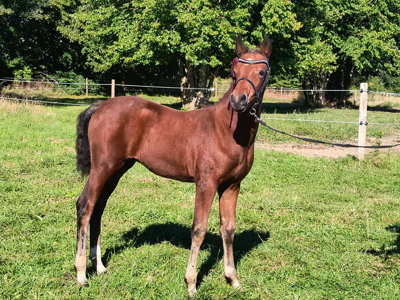 Billede 2 - Dansk Sports Pony 
