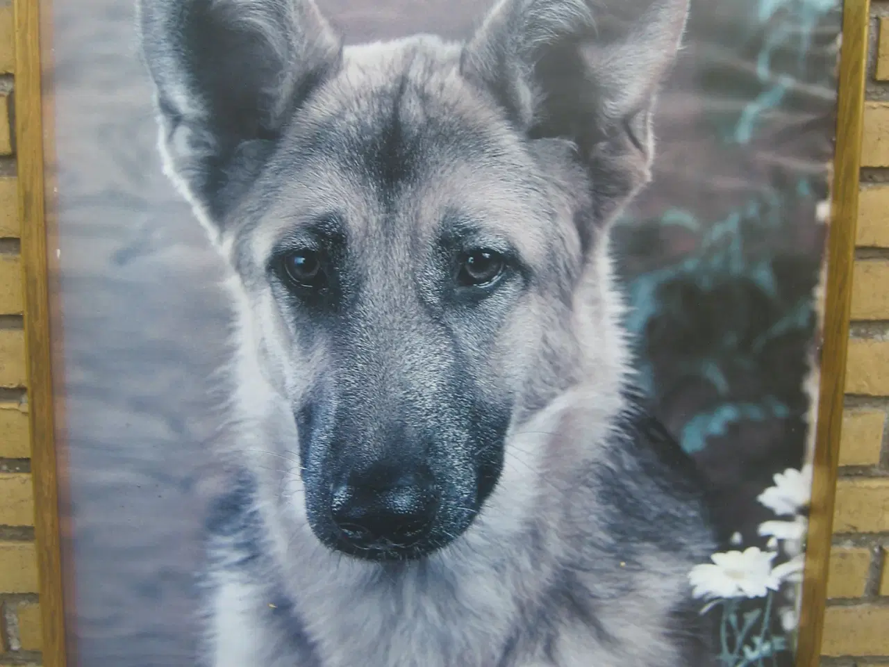 Billede 1 - Stor ramme med schäferhund