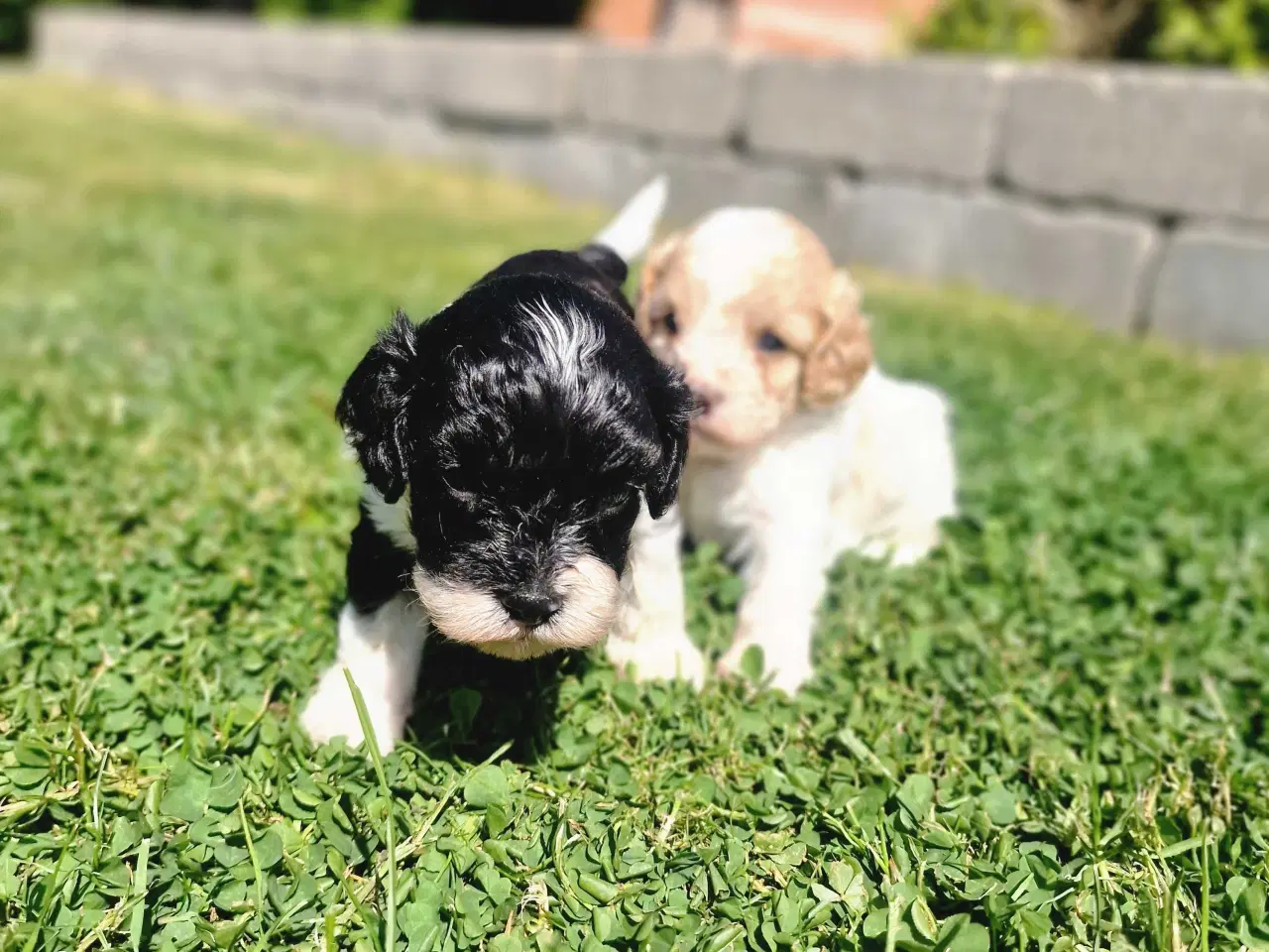 Billede 8 - Cavapoo