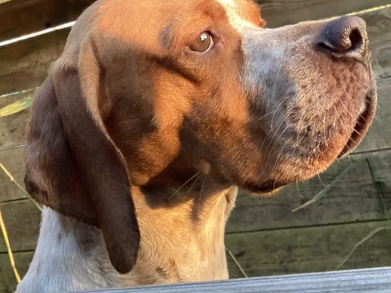 Billede 2 - Engelsk Pointer Tæve
