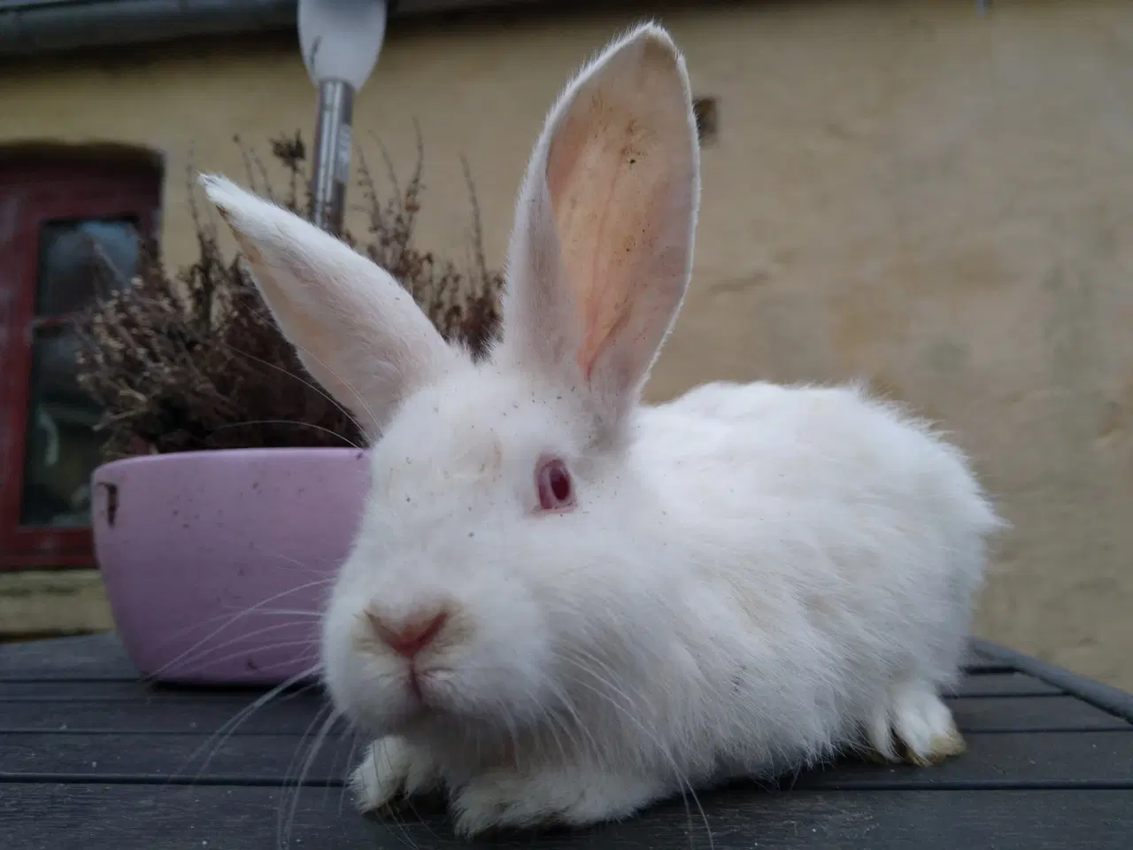 Billede 2 - Dk-Landkanin hun unge