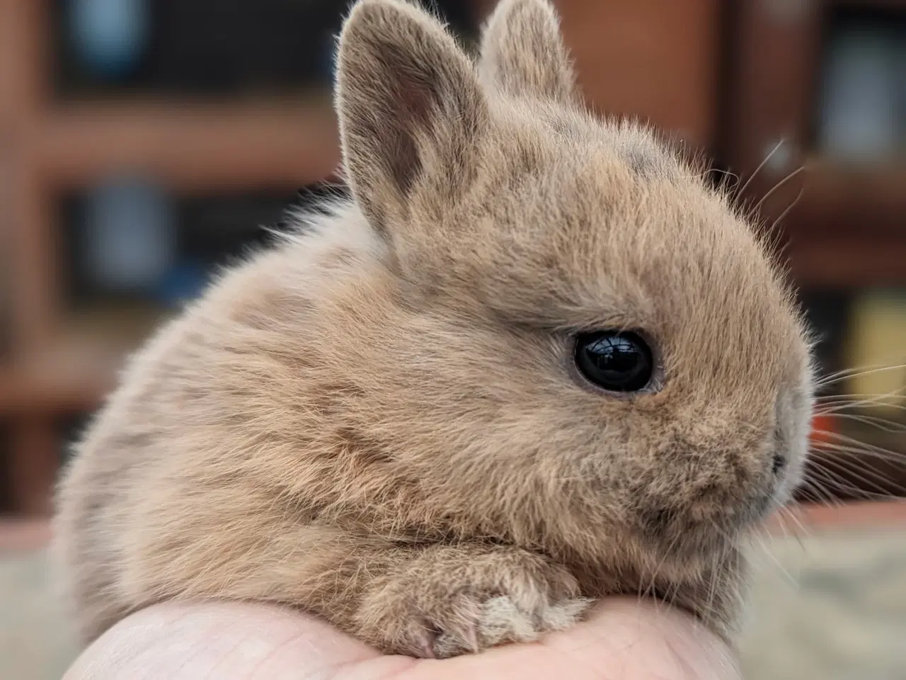 Billede 4 - Hermelin kaninunge sælges