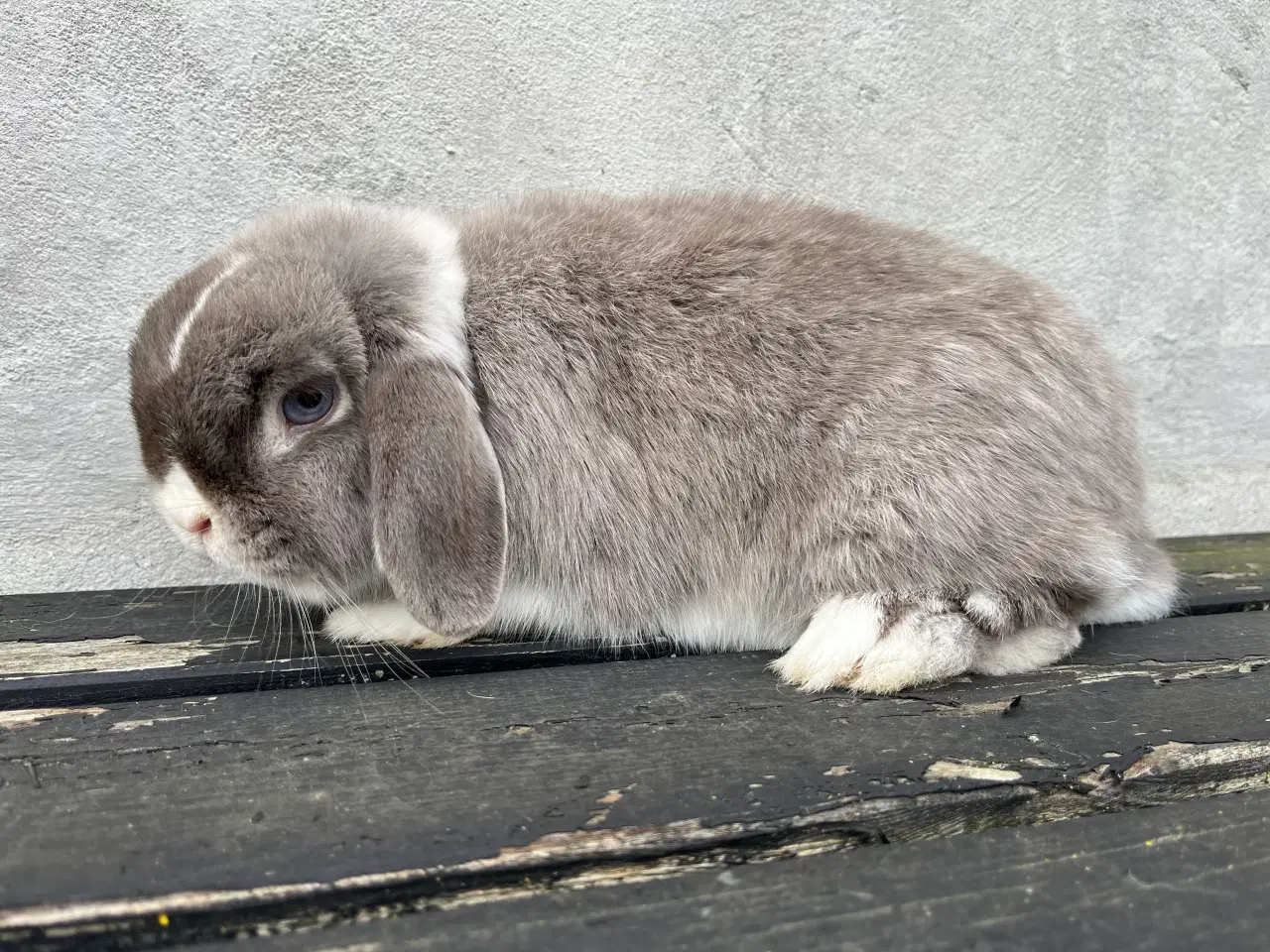 Billede 1 - Minilop hun 