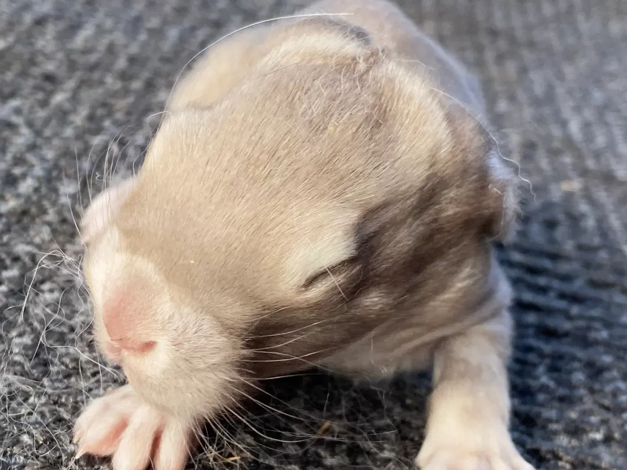 Billede 1 - FRANSK VÆDDER HAN HAVANA OTTER