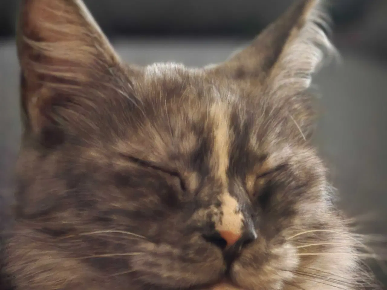 Billede 3 - Maine coon pige