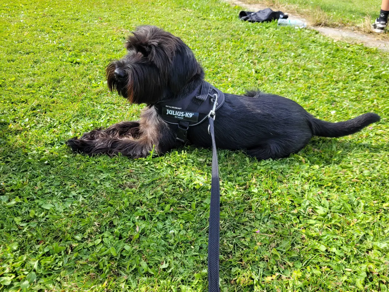 Billede 3 - Mellem schnauzer sort 