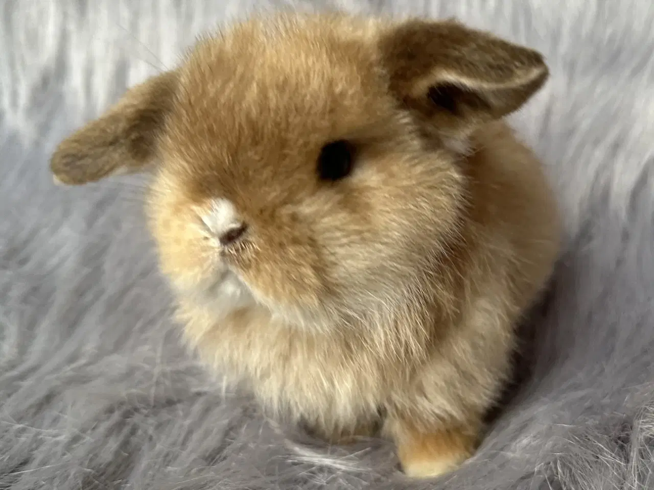 Billede 5 - Ægte Minilop kanin unge 