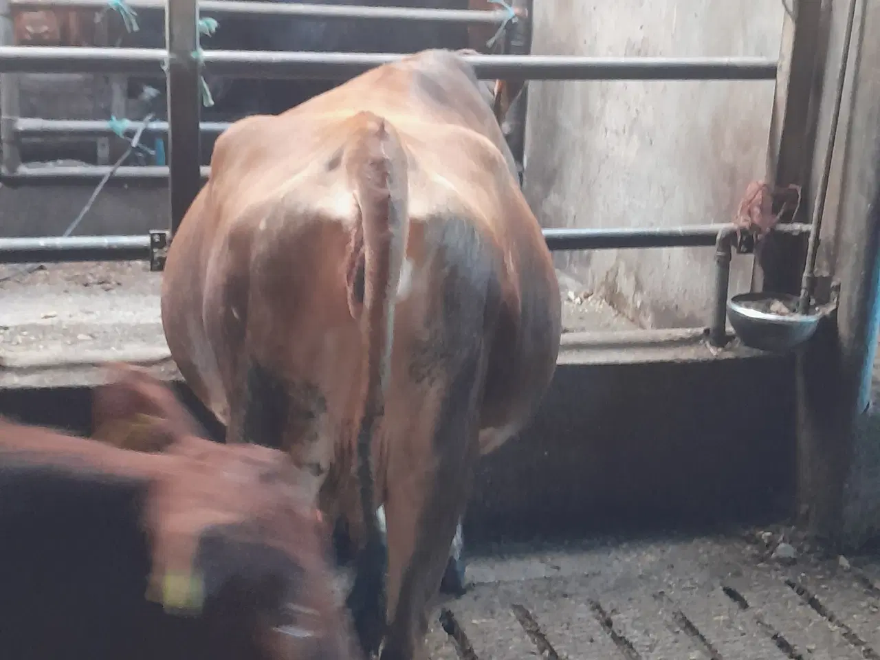 Billede 2 - Kælveko