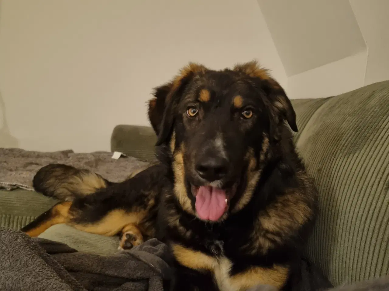 Billede 2 - Basse søger 4ever familie💙