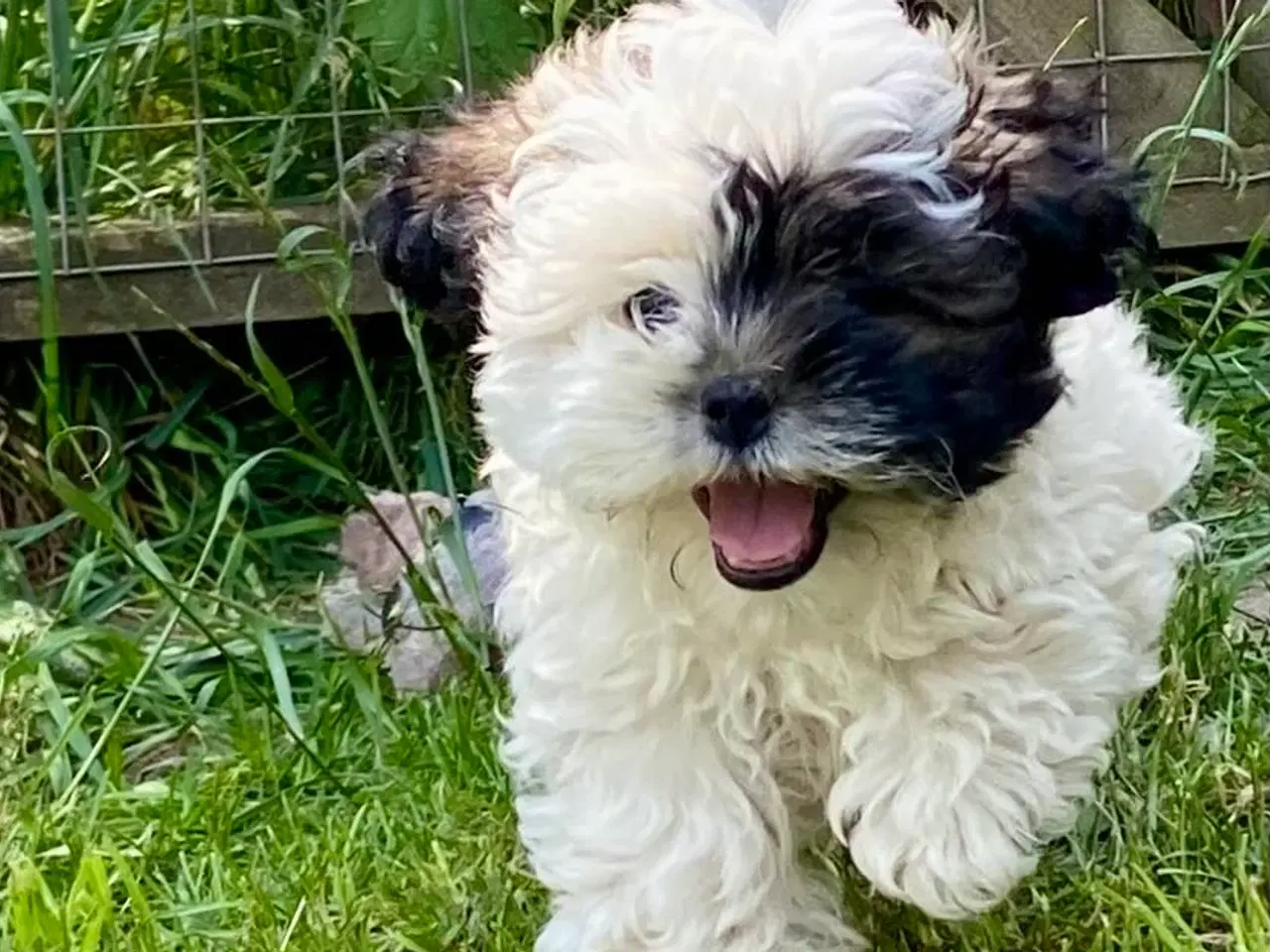 Billede 7 - Allergivenlig Shih Tzu hvalpe