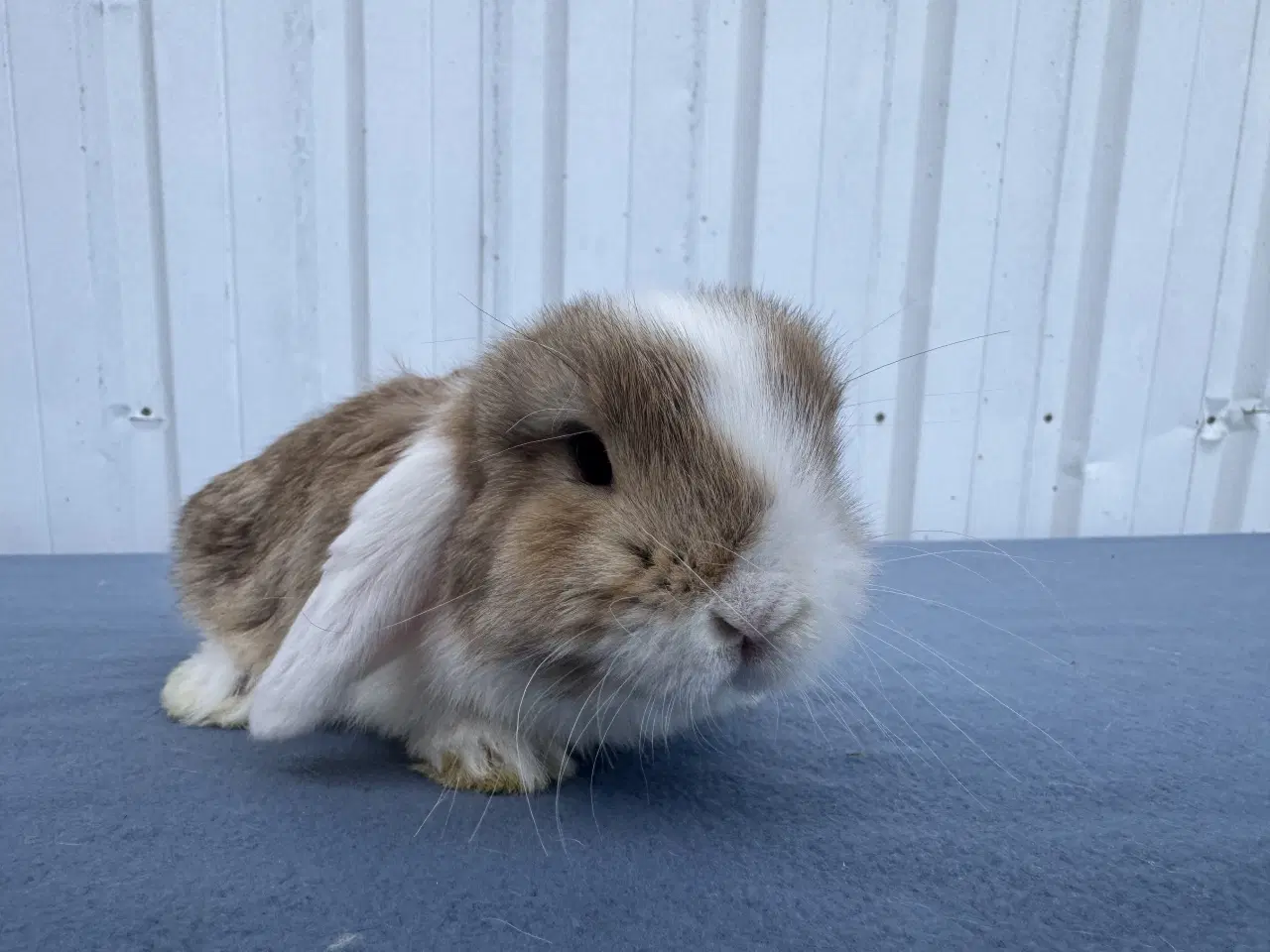 Billede 3 - Mini lop hankanin