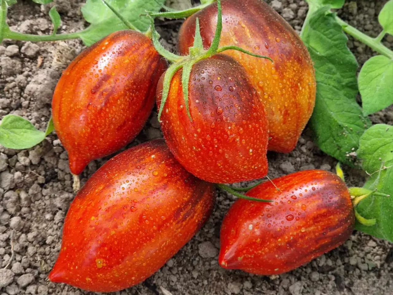 Billede 17 - Tomatfrø - 300 sorter!!!