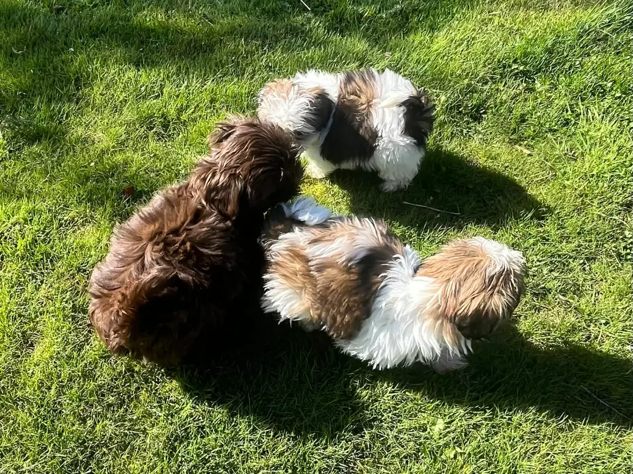 Billede 2 -  Shih Tzu hvalpe