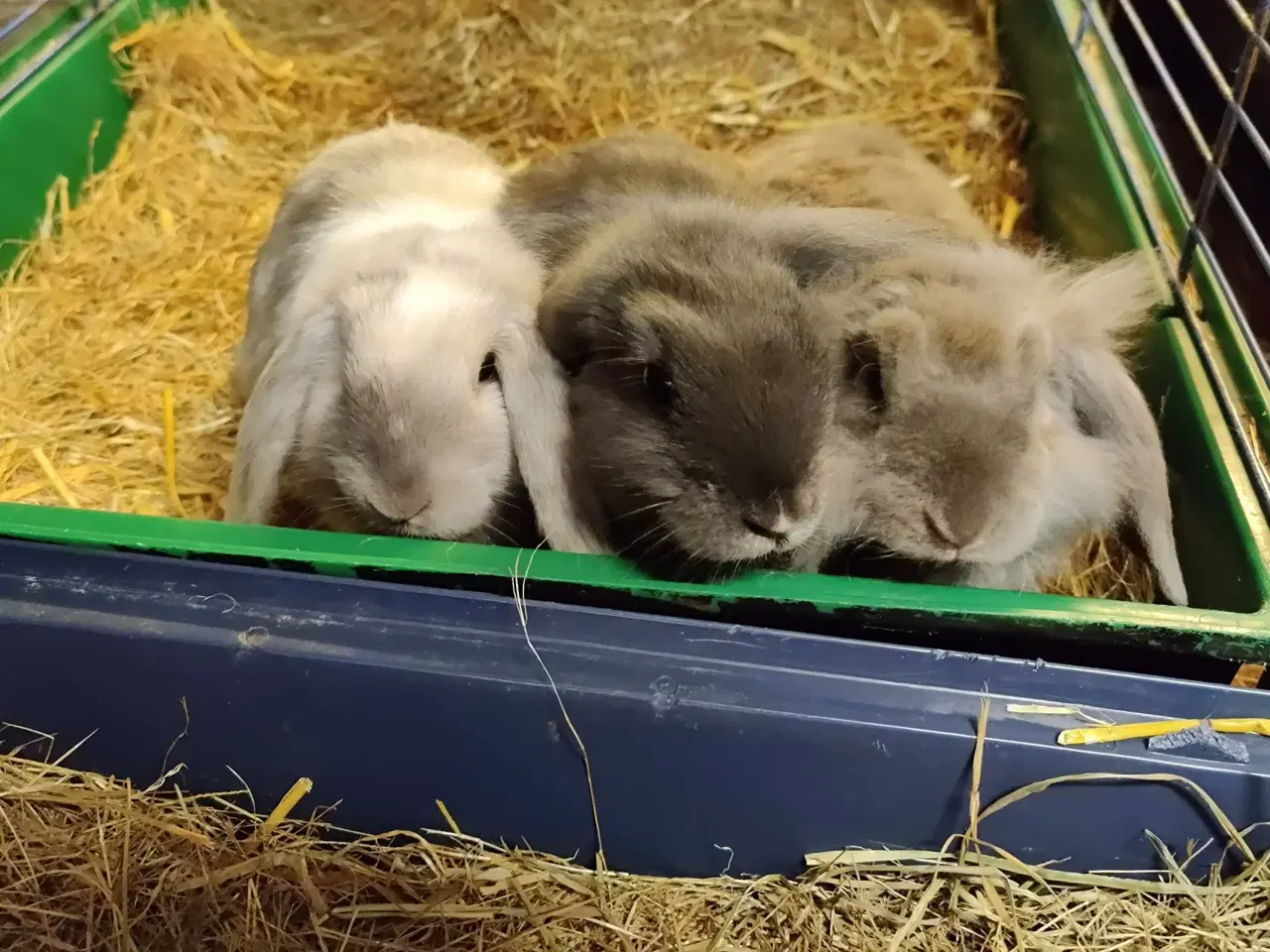 Billede 1 - Dværgvædder satin unger