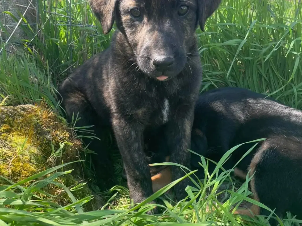 Billede 13 - Kira søger sin egen familie❤️