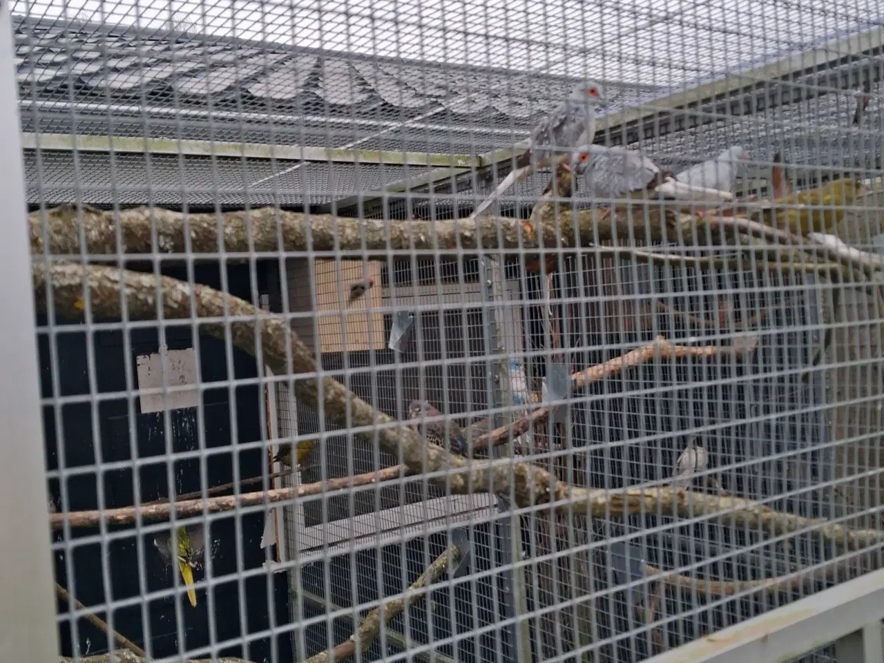 Billede 1 - Diamant due