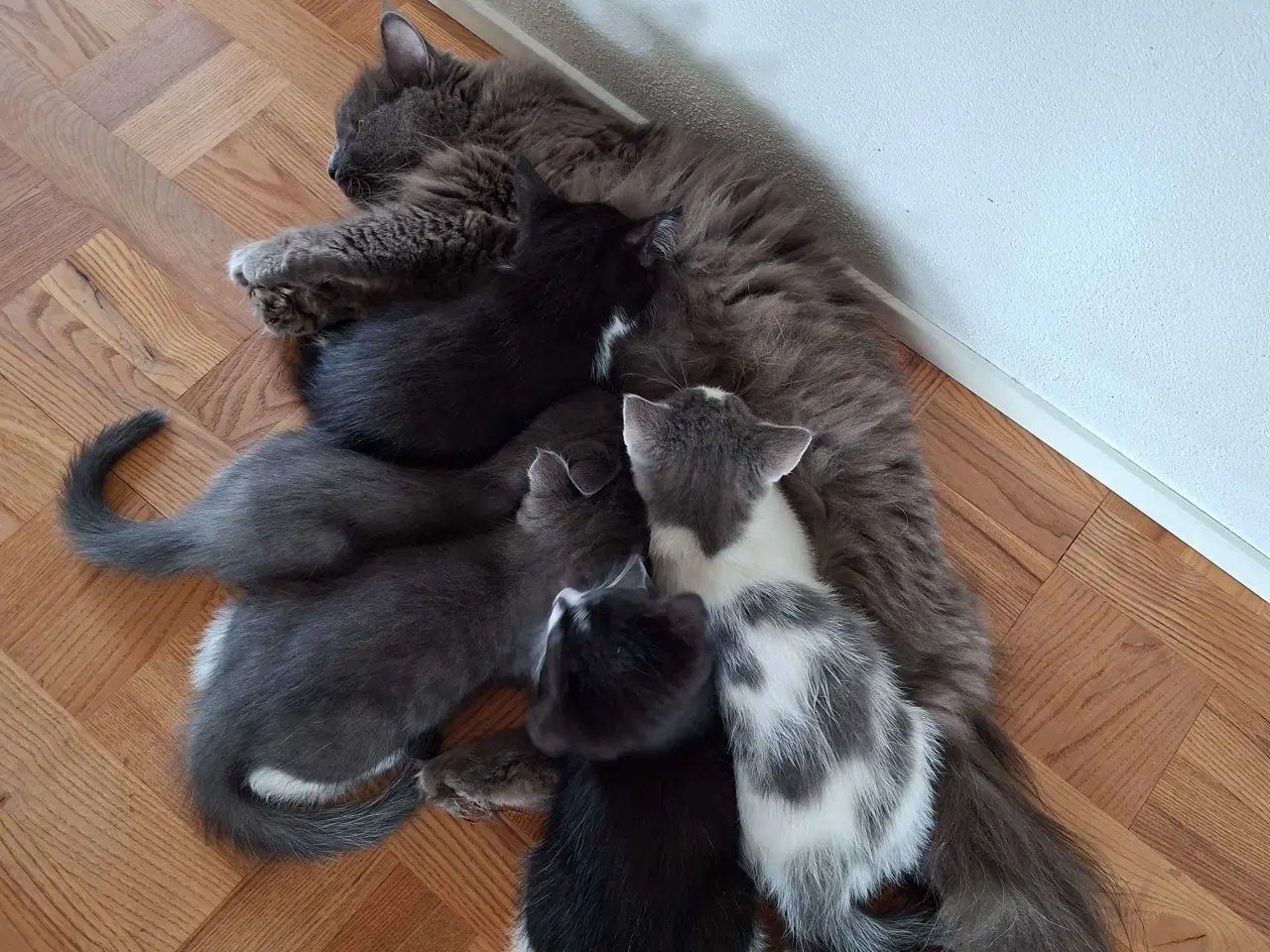 Billede 1 - Killinger - Mainecoone blanding