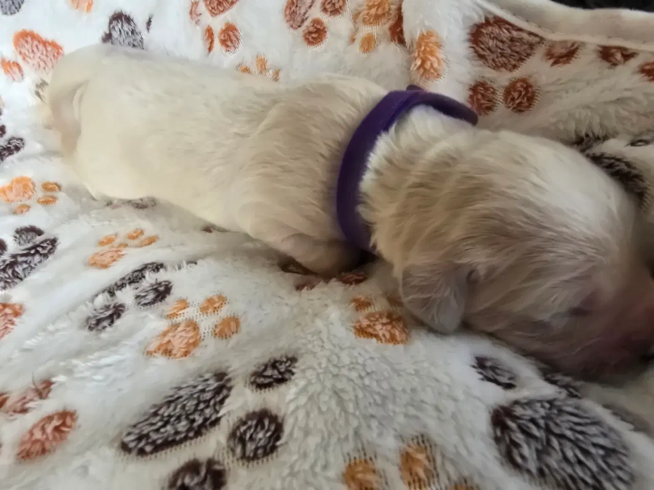 Billede 1 - Golden doodle hvalpe
