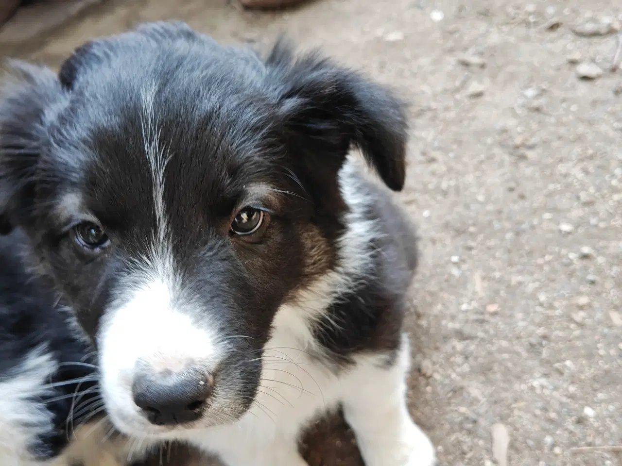 Billede 4 - Vidunderlig Border collie hvalp