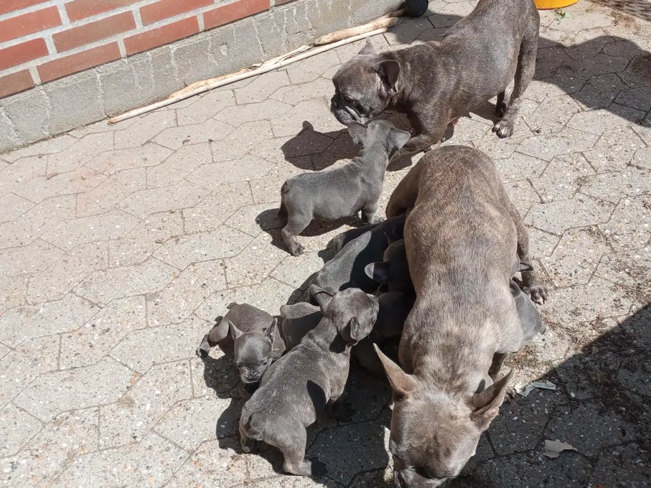 Billede 9 - Fransk Bulldog Hvalpe